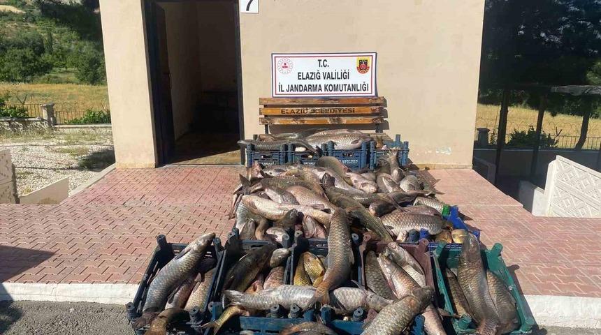 Elazığ&rsquo;da 6,5 ton ka&ccedil;ak avlanmış balık ele ge&ccedil;irildi