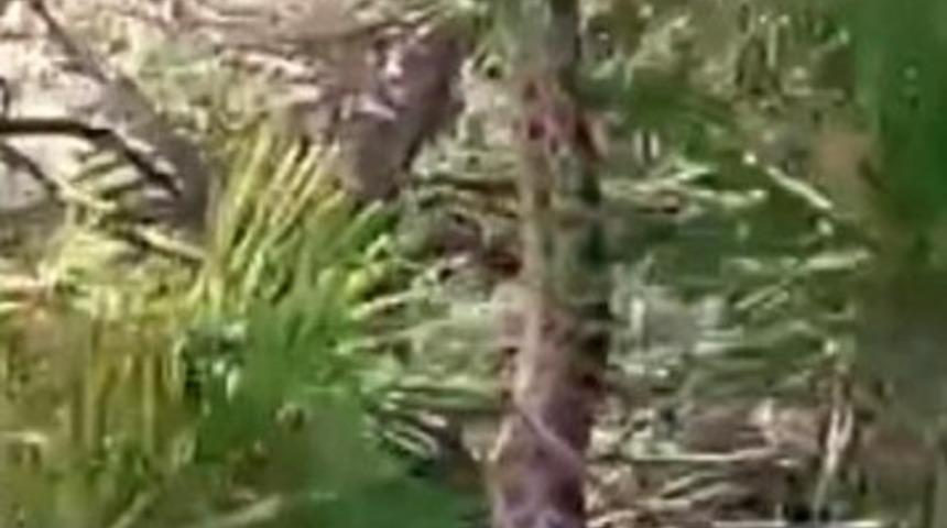 Tunceli’de sarı yılan görüntülendi