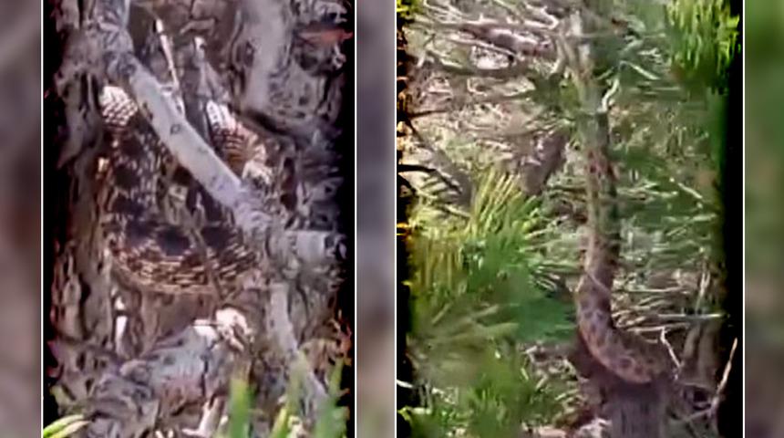 Türkiye'deki en büyüklerden biri! Vatandaşın bahçesine giren sarı yılan çam ağacına tırmanırken böyle görüntülendi