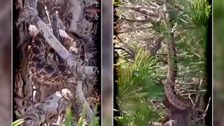 Türkiye'deki en büyüklerden biri! Vatandaşın bahçesine giren sarı yılan çam ağacına tırmanırken böyle görüntülendi