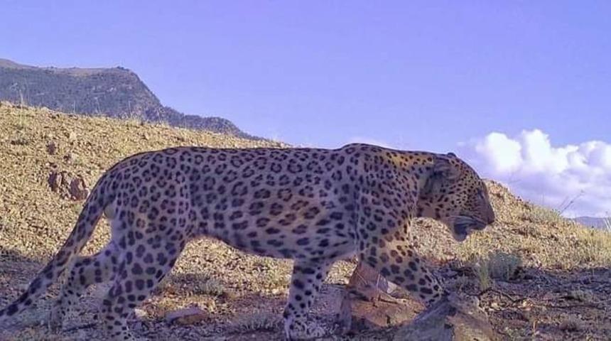Aydın’da 100’ün üzerinde fotokapanla Anadolu Parsı aranıyor! 60 yıldan bu yana kentte izine rastlanmadı