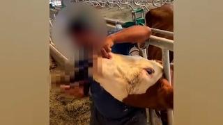 Bayrama günler kala ortaya çıkan görüntüler büyük tepki çekti! Kurbanlık hayvana böyle içki içirip TikTok'ta paylaştılar