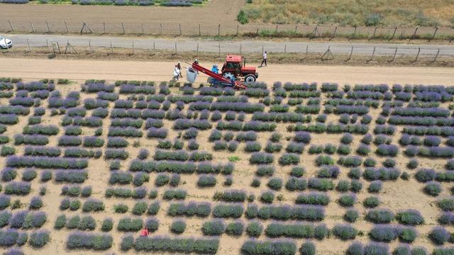 Edirne'de lavanta tarlalarında hasat başladı