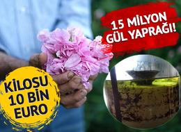 4 tondan 1 litre üretiliyor, 10 bin euroya satılıyor… Dikenler bile onlara engel değil: 15 milyon yaprak…