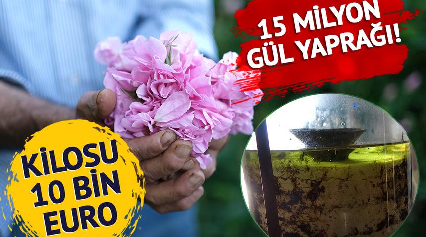 4 tondan 1 litre üretiliyor, 10 bin euroya satılıyor… Dikenler bile onlara engel değil: 15 milyon yaprak…