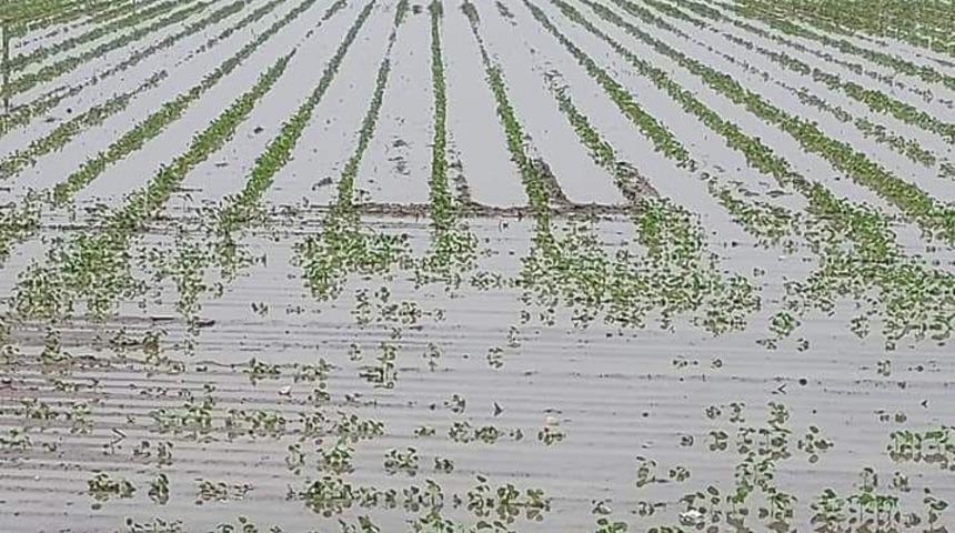 Yağışlar, Söke Ovası’nda pamuğa mantar getirdi