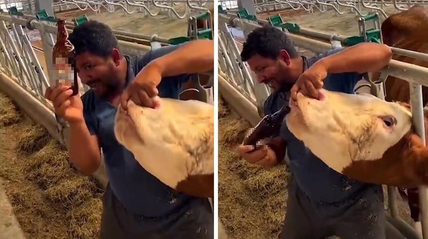 Sosyal medyayı ayağa kaldıran görüntü! İneğe içki içirdiği öne sürüldü, gerçek bambaşka çıktı