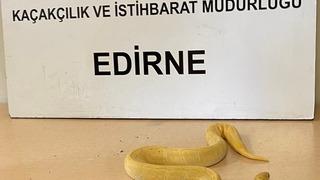 Kapıkule'de tırda yapılan aramada 28 piton yılanı yakalandı