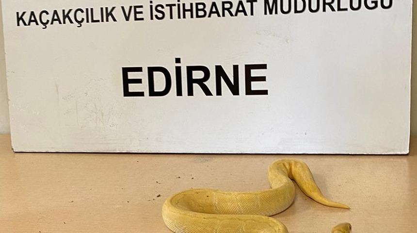 Kapıkule'de tırda yapılan aramada 28 piton yılanı yakalandı