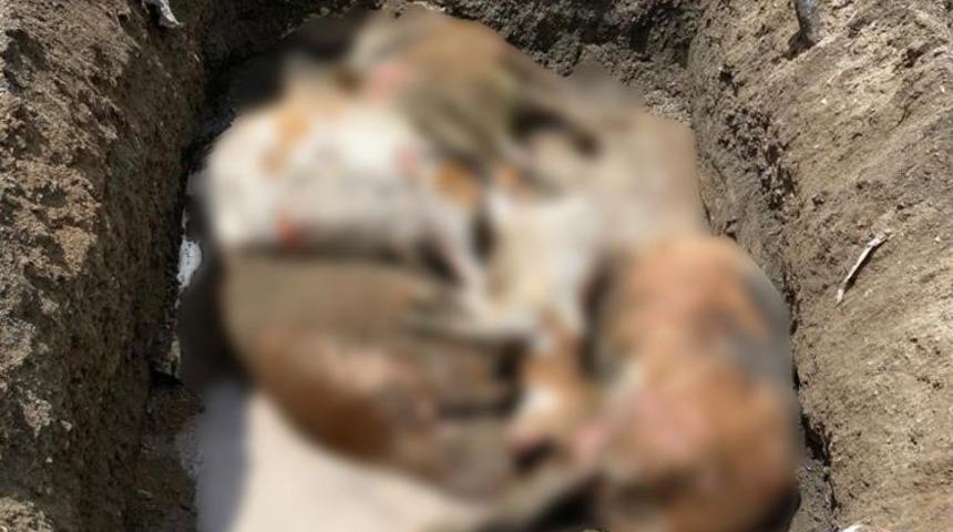 Tek geçim kaynağı olan inekleri yangında telef oldu