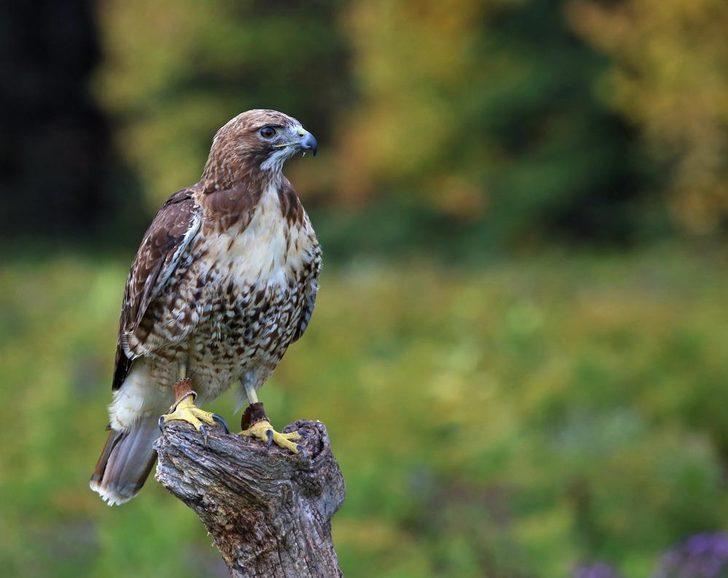 Bu kuşlar ormanları bilerek yakıyor G2