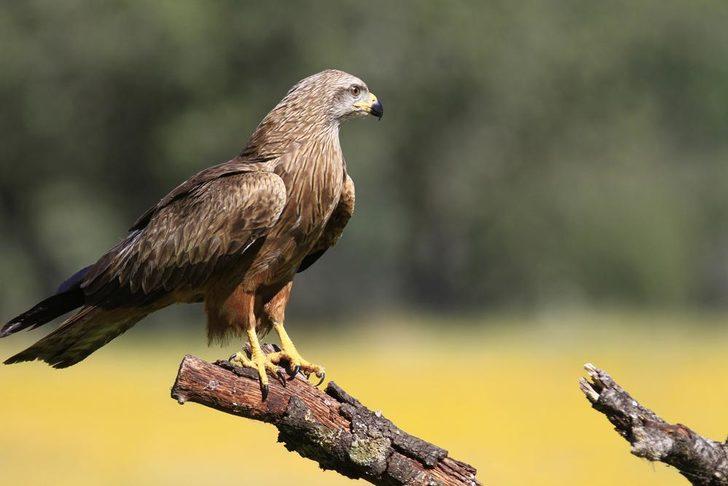 Bu kuşlar ormanları bilerek yakıyor G4