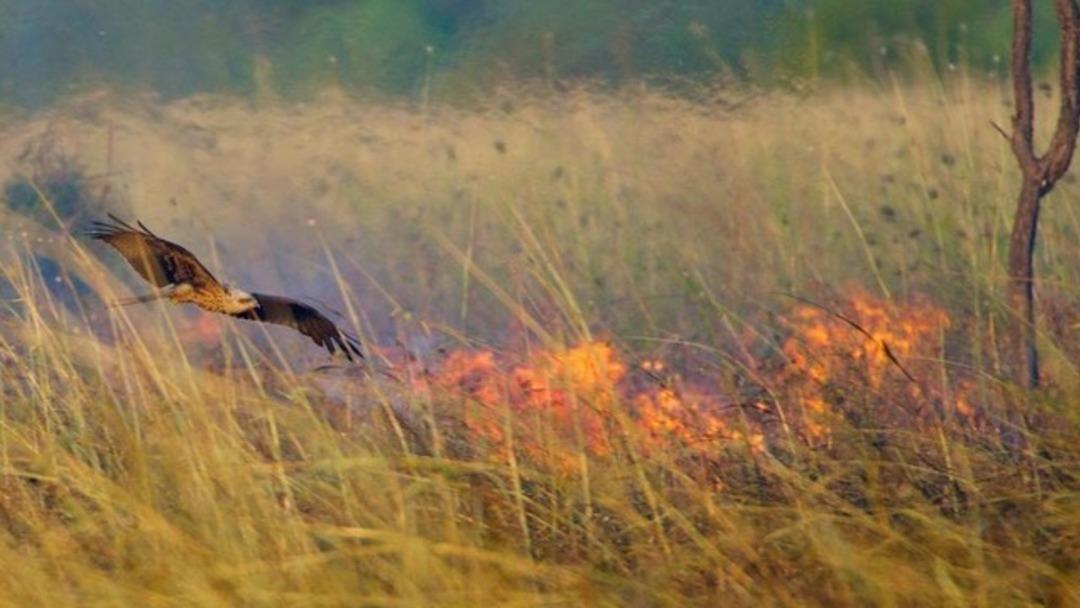 Bu kuşlar ormanları bilerek yakıyor