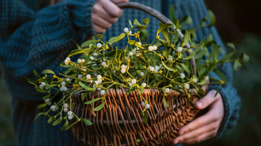 Ökse otu faydaları: Ökse otu nasıl kullanılır, ne işe yarar?