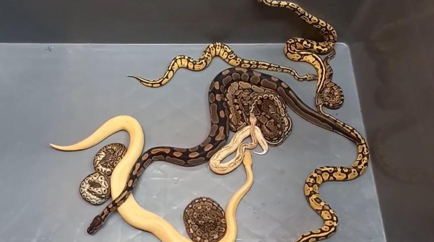 Kadın çoraplarına koymuşlar, biri ölmüş! Tam 28 tane... Sınır kapısında ele geçirilen pitonlar şoke etti