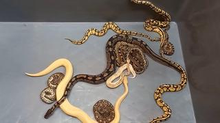 Kadın çoraplarına koymuşlar, biri ölmüş! Tam 28 tane... Sınır kapısında ele geçirilen pitonlar şoke etti