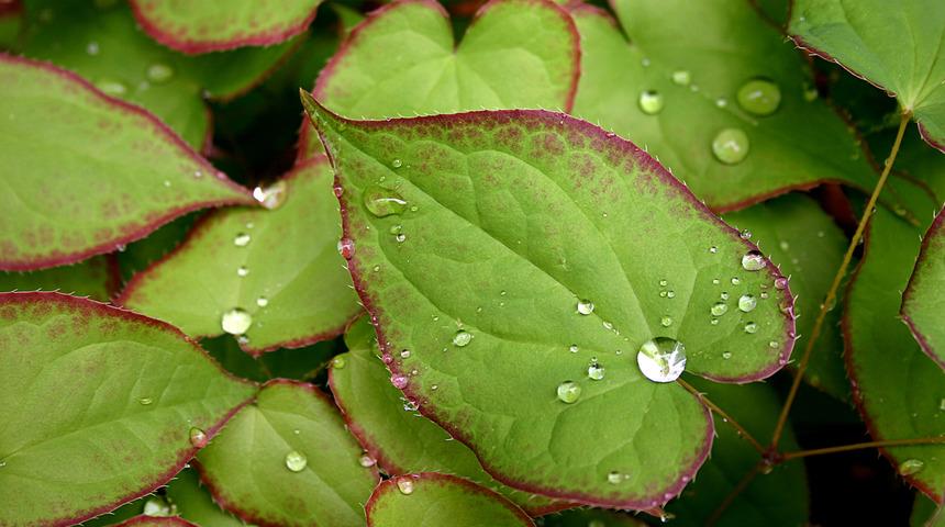 Azgın teke otu faydaları: Azgın teke otu nedir, ne işe yarar?