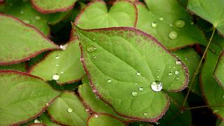 Azgın teke otu faydaları: Azgın teke otu nedir, ne işe yarar?