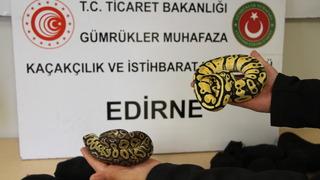 Kapıkule'de bir tırda yapılan aramada canlı 28 piton yavrusu ele geçirildi