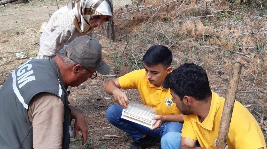 Kuruyan ormanlara zararlı b&ouml;cekleri yok eden faydalı b&ouml;cekler bırakıldı