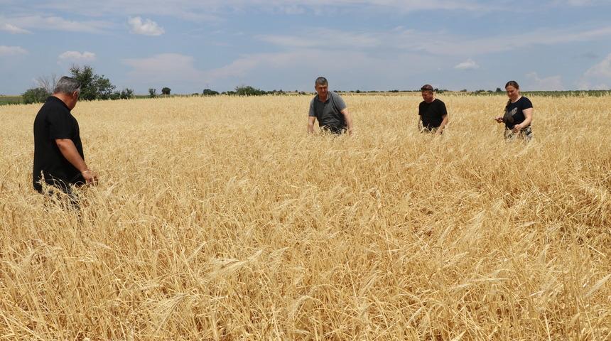 Edirne'de dolu ve sağanaktan etkilenen tarım arazilerinde hasar tespit çalışmaları sürüyor