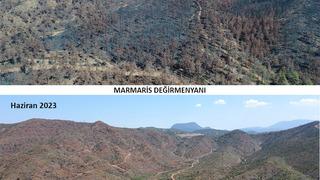 Marmaris'te yanan alanlar yeniden yeşeriyor
