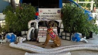 Antalya'da uyuşturucu operasyonlarında 79 şüpheli yakalandı