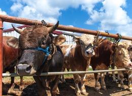 Kurban Bayramı için geri sayım başladı: Kurbanlık fiyatları 1 yılda yüzde 140 arttı! Kilosu 147 lirayı aştı…