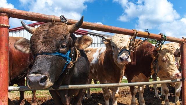 Kurban Bayramı için geri sayım başladı: Kurbanlık fiyatları 1 yılda yüzde 140 arttı! Kilosu 147 lirayı aştı…