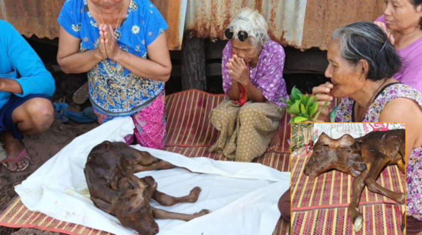 Tayland köyünde doğan iki başlı buzağı herkesi şaşkına çevirdi! Akın akın görmeye geliyorlar... “İlahi bir alamet”