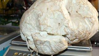 Görenleri hayrete düşürdü! Terazide tartıp hatıra fotoğrafı da çektirdi: Daha büyüğünü buldum ama getiremedim... Bunlar yeniyor