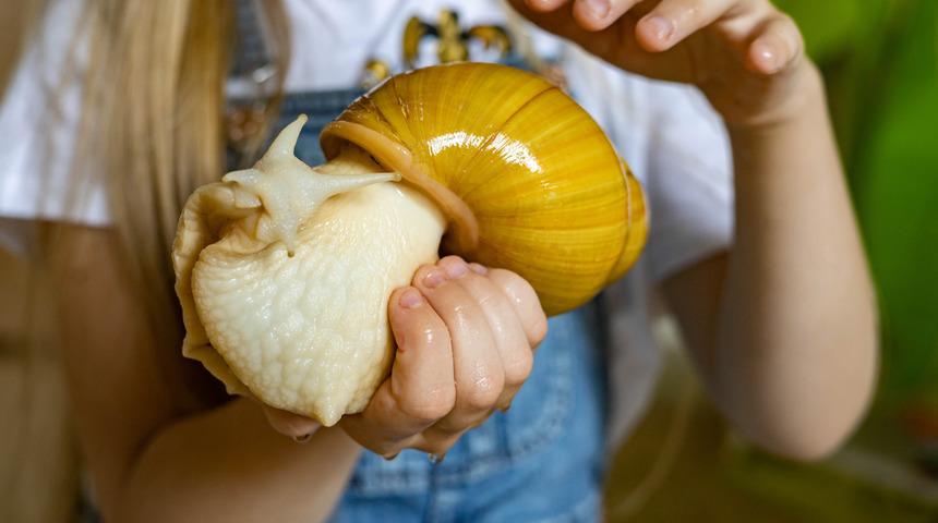 Amerika Birleşik Devletleri’nde dev salyangoz istilası panik yarattı! Bölge karantinaya alındı
