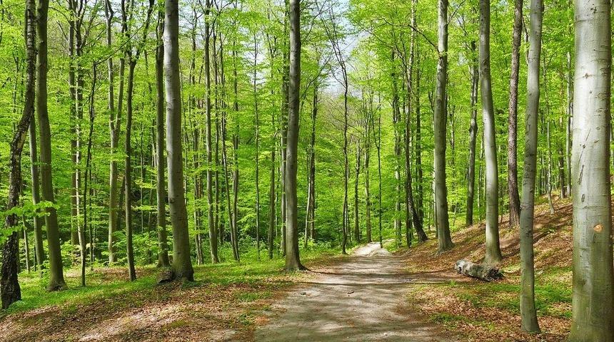 Ormanlara giriş yasak mı? İstanbul'da ormana giriş yasak mı oldu? İstanbul Valiliği'nden son dakika açıklaması!