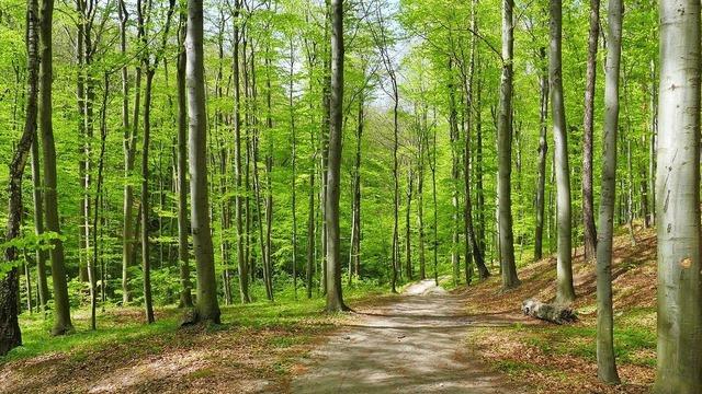 Ormanlara giriş yasak mı? İstanbul'da ormana giriş yasak mı oldu? İstanbul Valiliği'nden son dakika açıklaması!