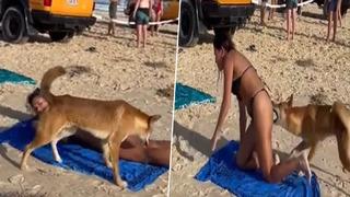 Uzmanlar uyarmıştı! Güneşlenen kadına yaban köpeği böyle saldırdı... Korku dolu anlar saniye saniye kameraya yansıdı