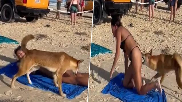 Uzmanlar uyarmıştı! Güneşlenen kadına yaban köpeği böyle saldırdı... Korku dolu anlar saniye saniye kameraya yansıdı