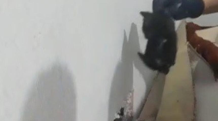 Tavşanlı’da iki duvar arasında sıkışan yavru kedi, itfaiye ekiplerince kurtarıldı