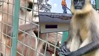 İki haftada 20 kişiyi öldüren “Dünyanın en çok aranan maymunu” tutuklandı... Başına ödül bile konulmuştu 