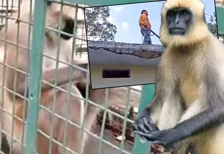 �ki haftada 20 ki�iyi �ld�ren Maymun !