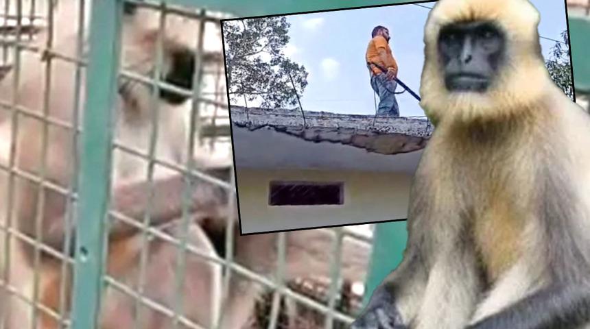 İki haftada 20 kişiyi öldüren “Dünyanın en çok aranan maymunu” tutuklandı... Başına ödül bile konulmuştu 