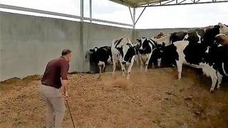 Hayvan bakıcısından büyük vurgun! 28 ineği çalıp 3.5 milyon liraya sattı