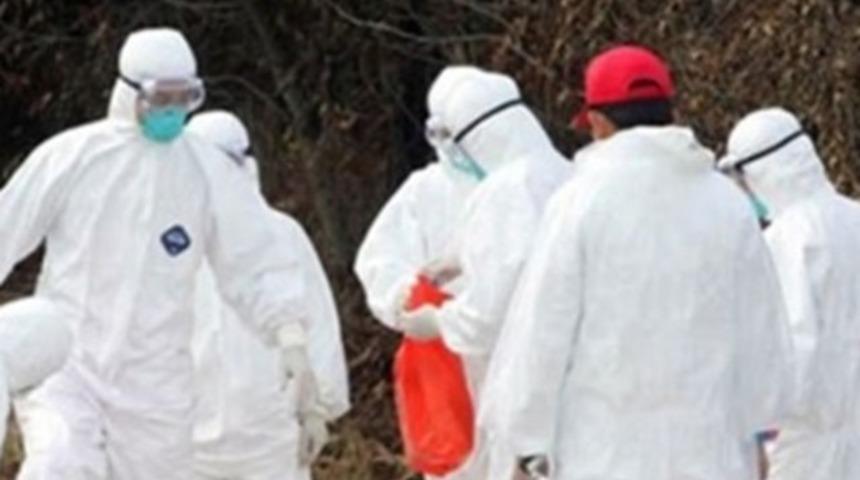 Almanya&rsquo;da 'Afrika domuz vebası' salgını endişesi: &Ouml;ld&uuml;r&uuml;lmeleri istendi