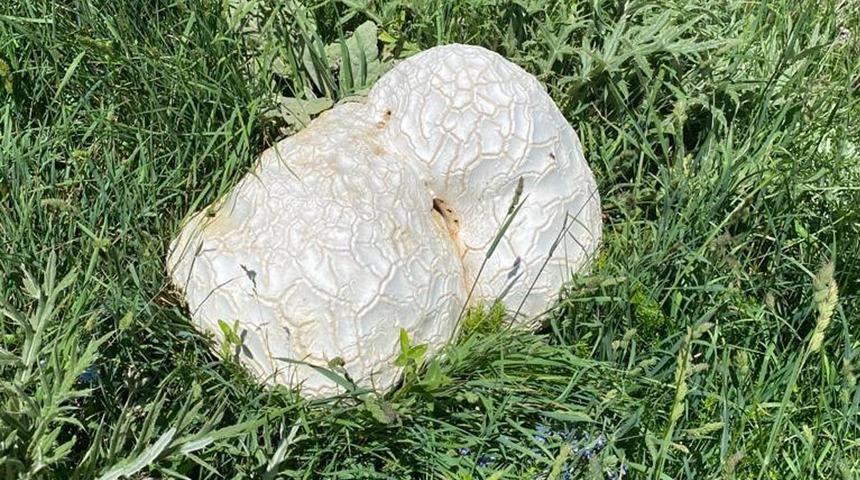 Farklı bir kaya bulduklarını sanmışlardı! Gerçeği öğrenince gözlerine inanamadılar