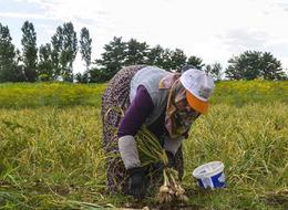 08.00-18.00 arası çalışacaklar! Günlükleri 300 lira... Fazla mesai için 40 lira ödenecek