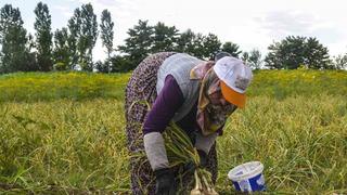 08.00-18.00 arası çalışacaklar! Günlükleri 300 lira... Fazla mesai için 40 lira ödenecek