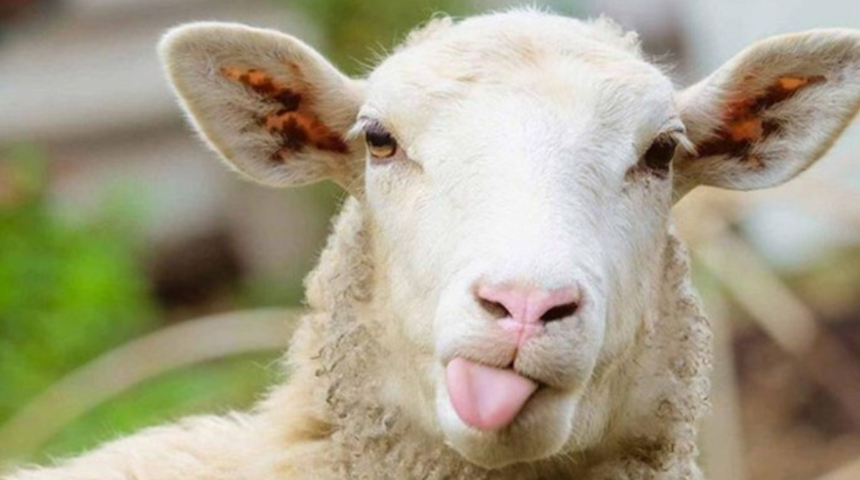 Bayram tatili ne zaman bitecek? Kurban Bayramı ayın kaçında, hangi gün bitiyor?