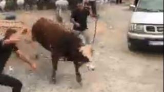 İpini koparan boğa kurban pazarını birbirine kattı