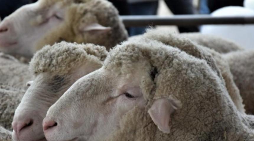 Kurban keserken okunacak dua nedir? Kurban kesmeden önce nasıl niyet edilir, hangi dualar okunur? Diyanet açıkladı