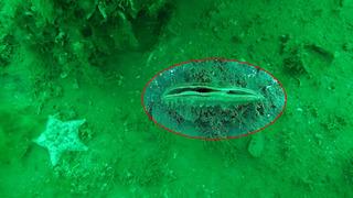 Sevindirici haber! Uzmanlar da şaşkın... Marmara'da görülmeye başlandı! Kimse beklemiyordu