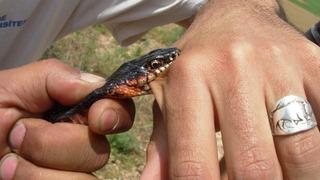 'Bir anda 5 tane fareyi yiyebilir' Boyu 3 metreye ulaşabiliyor! Zehirli sanıp öldürüyorlar... Profesörden karayılan uyarısı 'Bizi de defalarca ısırdı ama...'